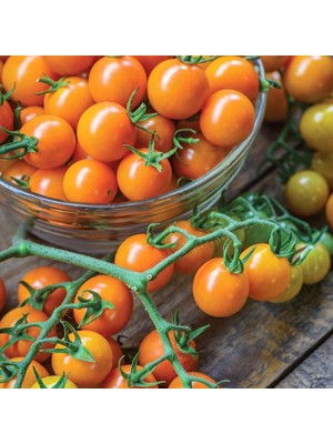 Zengarden Atalık Altın Sarı Çeri Domates Tohumu Sırık Tip