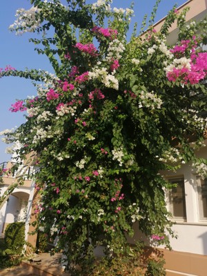 Fidancıyız Tüplü Çift Renkli Alyans Begonvil Çiçeği Fidanı (pembe ve beyaz renkli)