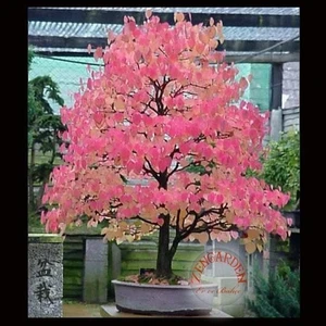 Kokulu Katsura Ağacı Tohumu Cercidiphyllum Japonicum
