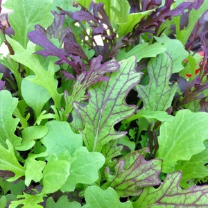 Tatlı Hardal Otu Salata Karışımı Tasty Mustard Mix