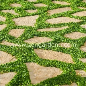 Dichondra Repens Fare Kulağı Tohumu Kundura Çimi