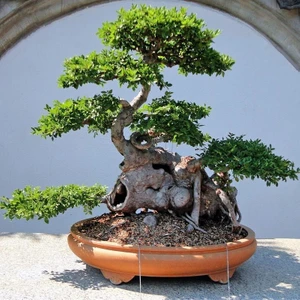 Ulmus Parvifolia Chinese Elm Çin Karaağacı Tohumu