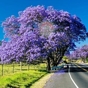 Mavi Çiçekli Jakaranda Tohumu Jacaranda Mimosifolia Ağacı