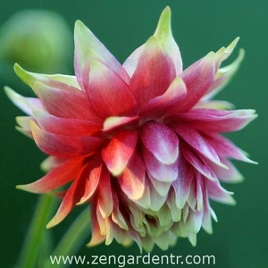 Nora Barlow Haseki Küpesi Tohumu Aquilegia Katlı Klematis Çiçekli
