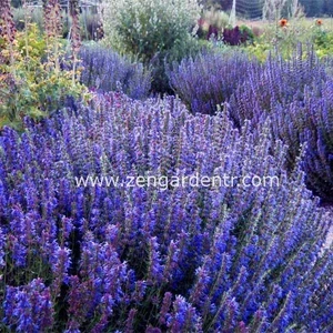 Zufaotu Tohumu Hyssopus Officinalis Blue Hyssop