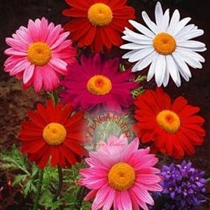 Tanacetum Tohumu Robinson's Giants Büyük Çiçekli Coccineum