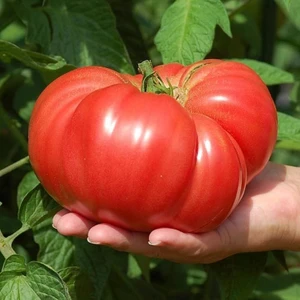 Atalık Pembe Kantar Domatesi Tohumu Her Biri 800 gr Sırık Tip