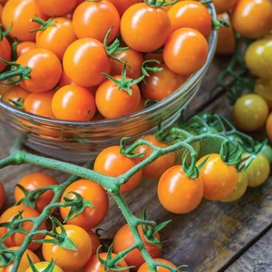 Atalık Altın Sarı Çeri Domates Tohumu Sırık Tip