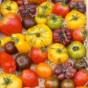 Atalık Iri Domatesler Zen Karışımı Domates Tohumu