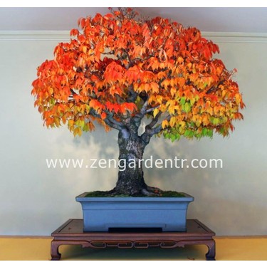 ケヤキ S2-073 欅 /1,880x600mm520mm780mmx45mm Zengarden Keyaki Japanese Japon Zelkova Ağacı Tohumu Fiyatı