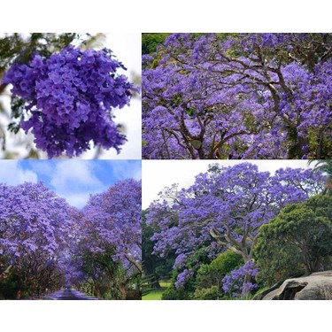 Zengarden Mavi Çiçekli Jakaranda Tohumu Jacaranda Fiyatı