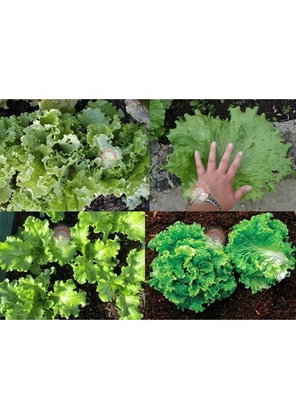 Kıvırcık Marul Tohumu Atalık Geniş Yapraklı Green Ice Lettuce