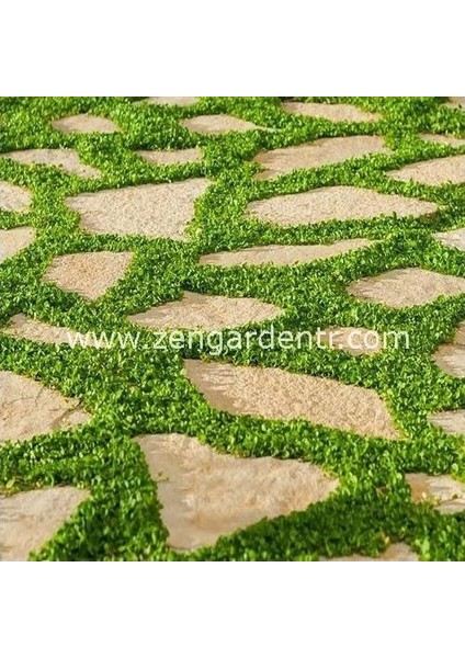 Dichondra Repens Fare Kulağı Tohumu Kundura Çimi