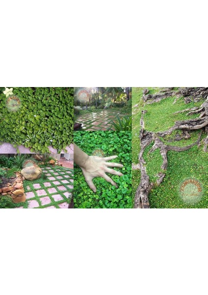 Dichondra Repens Fare Kulağı Tohumu Kundura Çimi fiyatları