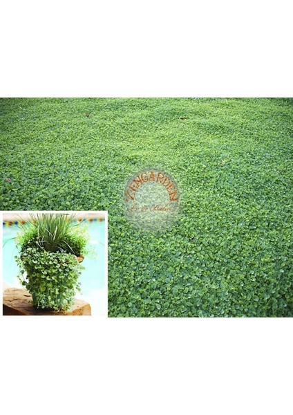 Dichondra Repens Fare Kulağı Tohumu Kundura Çimi modelleri