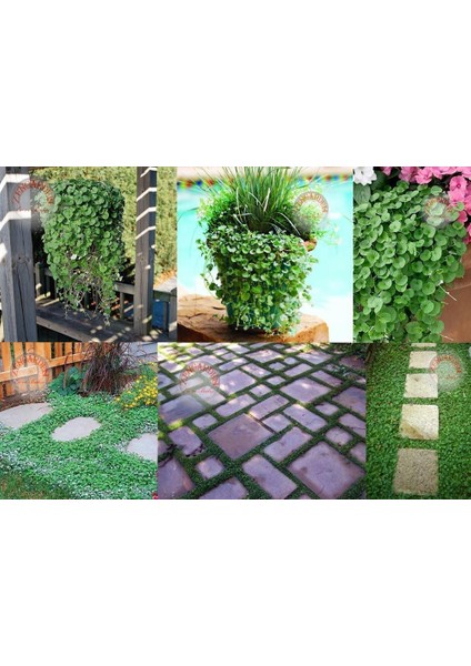 Dichondra Repens Fare Kulağı Tohumu Kundura Çimi fırsatları
