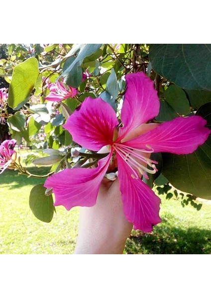 Mor Orkide Ağacı Tohumu Bauhinia Purpurea Butterfly Tree