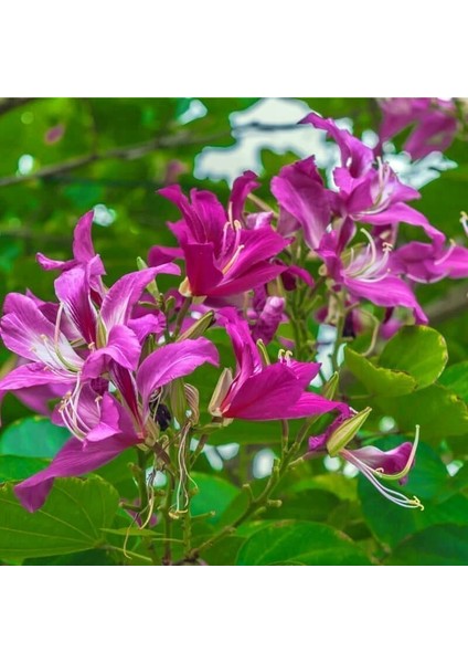 Mor Orkide Ağacı Tohumu Bauhinia Purpurea Butterfly Tree