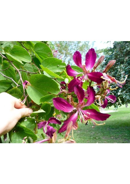 Mor Orkide Ağacı Tohumu Bauhinia Purpurea Butterfly Tree