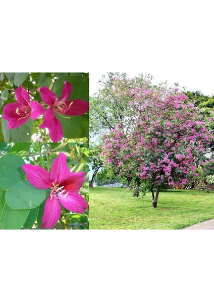 Mor Orkide Ağacı Tohumu Bauhinia Purpurea Butterfly Tree