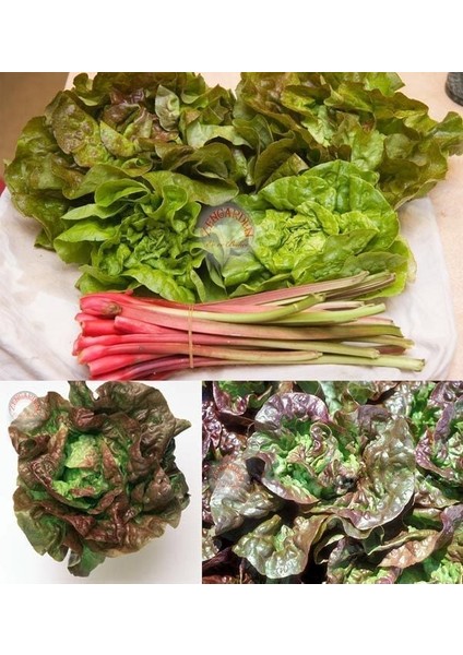 Minyatür Fındık Marul Tohumu Bronze Mignonette fiyatları