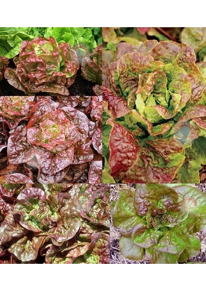 Minyatür Fındık Marul Tohumu Bronze Mignonette modelleri