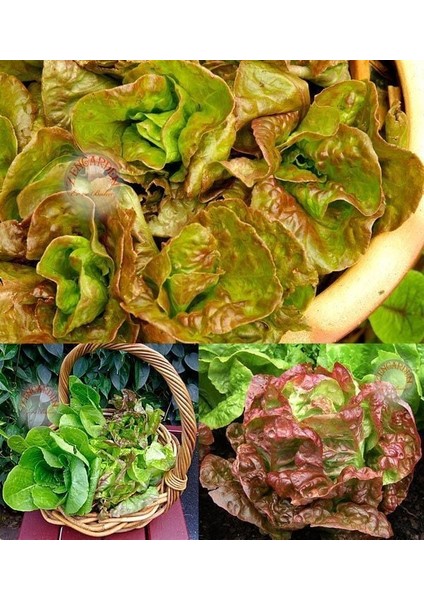 Minyatür Fındık Marul Tohumu Bronze Mignonette fırsatları