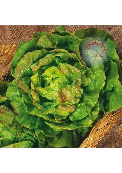 Mayıs Kraliçesi Marul Tohumu May Queen Lettuce