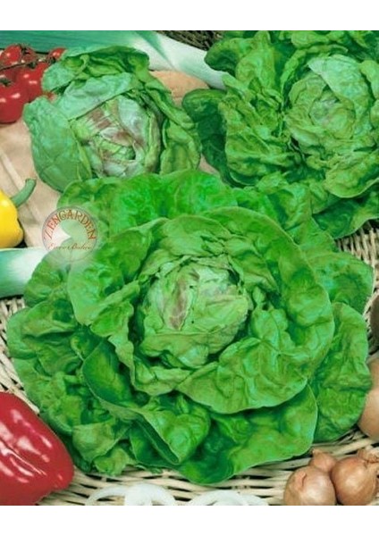 Mayıs Kraliçesi Marul Tohumu May Queen Lettuce fiyatları