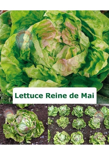 Mayıs Kraliçesi Marul Tohumu May Queen Lettuce modelleri
