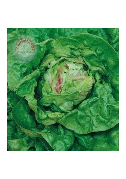 Mayıs Kraliçesi Marul Tohumu May Queen Lettuce fırsatları