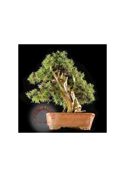 Juniperus Rigida Tapınak Ağacı Tohumu