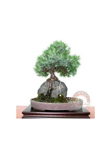 Juniperus Rigida Tapınak Ağacı Tohumu