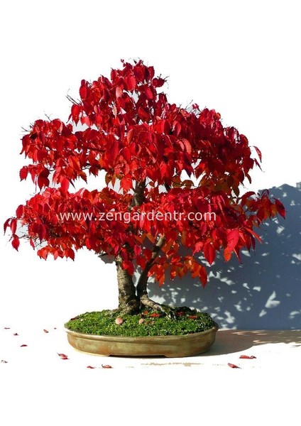 Keyaki Japanese Japon Zelkova Ağacı Tohumu