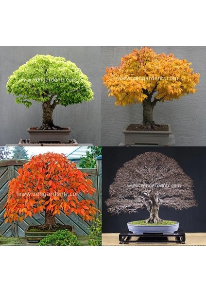 Keyaki Japanese Japon Zelkova Ağacı Tohumu fiyatları