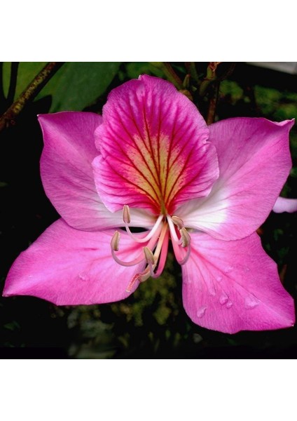 Pembe Orkide Ağacı Tohumu Bauhinia Variegata