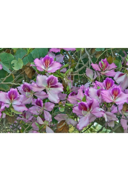 Pembe Orkide Ağacı Tohumu Bauhinia Variegata