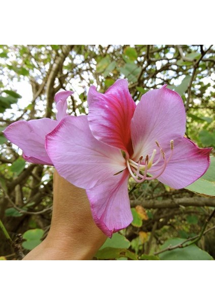 Pembe Orkide Ağacı Tohumu Bauhinia Variegata