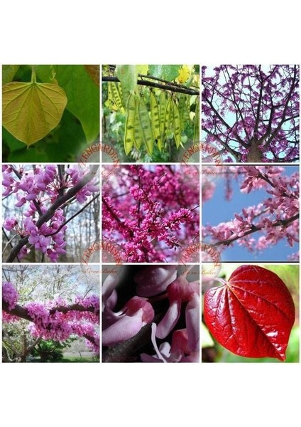 Erguvan Tohumu Kuzey Amerika Erguvanı Eastern Redbud Judas Tree Cercis Canadensis