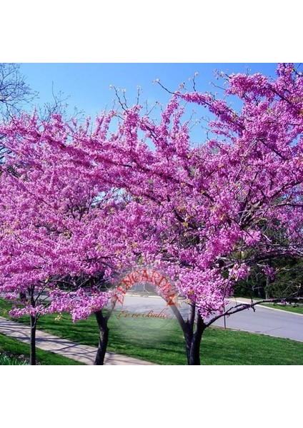 Erguvan Tohumu Kuzey Amerika Erguvanı Eastern Redbud Judas Tree Cercis Canadensis