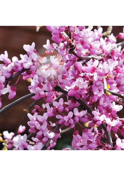 Erguvan Tohumu Kuzey Amerika Erguvanı Eastern Redbud Judas Tree Cercis Canadensis