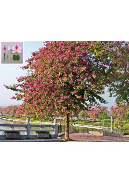 Pembe Orkide Ağacı Tohumu Bauhinia Variegata