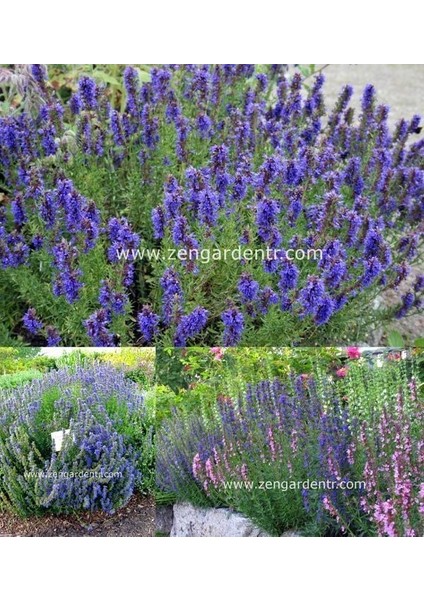 Zufaotu Tohumu Hyssopus Officinalis Blue Hyssop