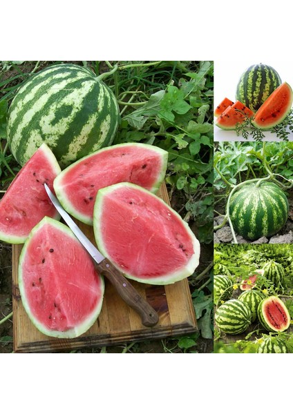 Kaliforniya Kan Karpuzu Tohumu Geleneksel Watermelon Crimson Sweet