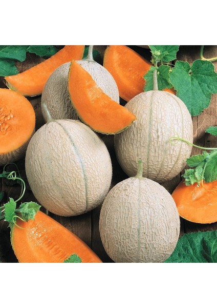 Altın Kalpler Kavun Tohumu Geleneksel Hearts Of Gold Melon fiyatları