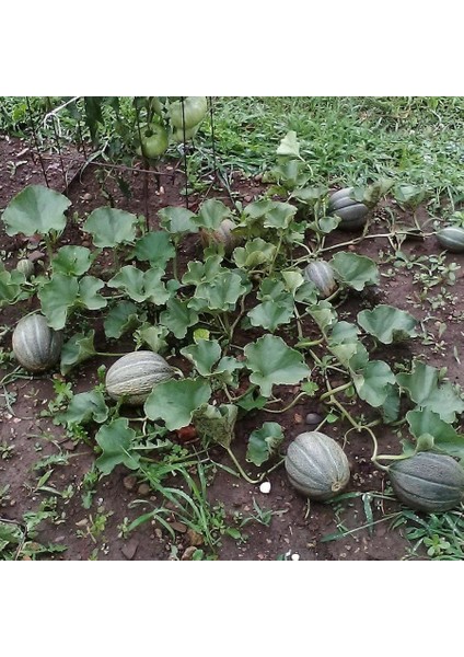 Altın Kalpler Kavun Tohumu Geleneksel Hearts Of Gold Melon fırsatları