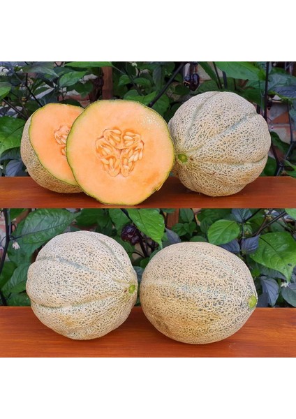 Altın Kalpler Kavun Tohumu Geleneksel Hearts Of Gold Melon indirimleri