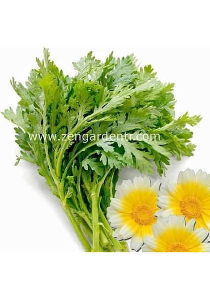 Chop Suey Tohumu Salad Shungiku Yenilebilir Yaprak ve Çiçekler