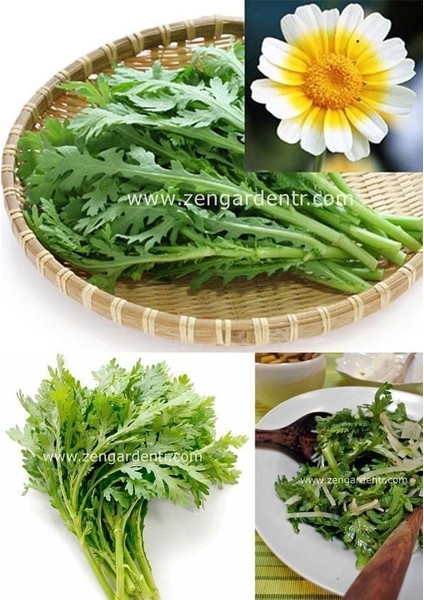 Chop Suey Tohumu Salad Shungiku Yenilebilir Yaprak ve Çiçekler
