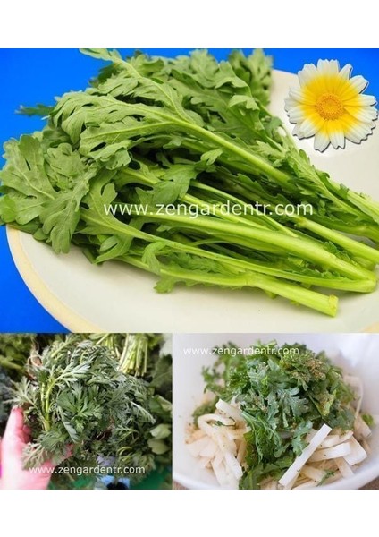Chop Suey Tohumu Salad Shungiku Yenilebilir Yaprak ve Çiçekler